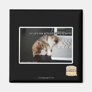 Aimant Chats de Lol avec USB