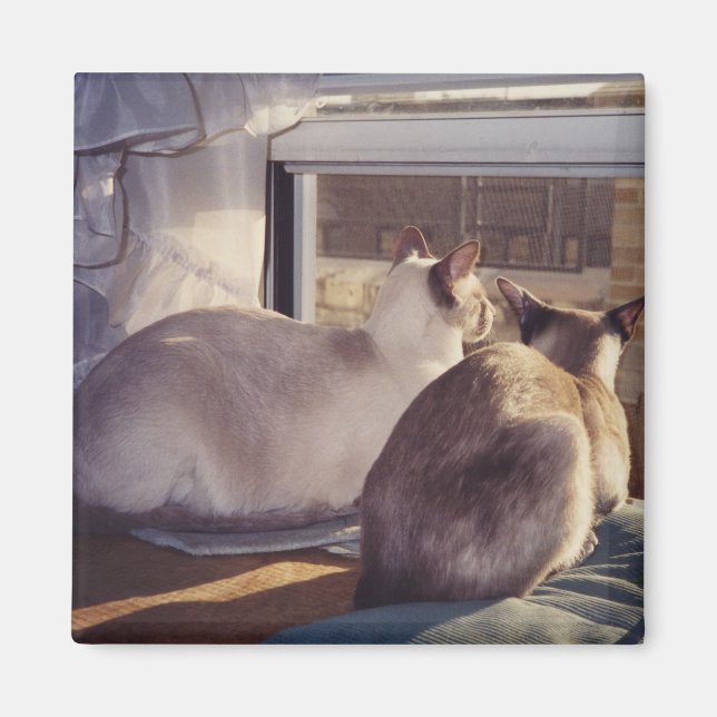 Aimant Chats siamois deux à la fenêtre (2) (Devant)