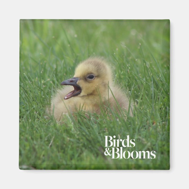 Aimant Chauffage à l'oie canadienne (Devant)