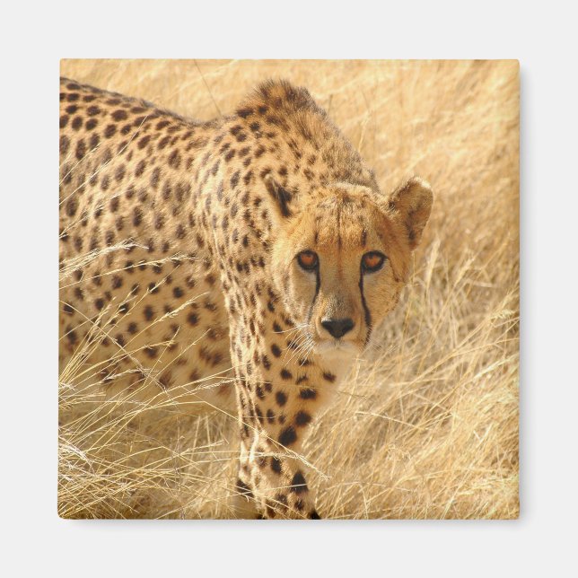 Aimant Cheetah (Devant)