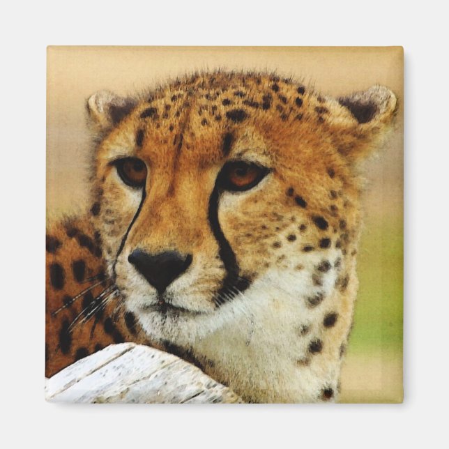 Aimant Cheetah (Devant)