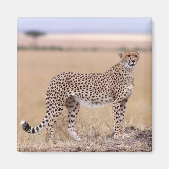 Aimant Cheetah (Devant)