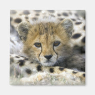 Aimant Cheetah Cub