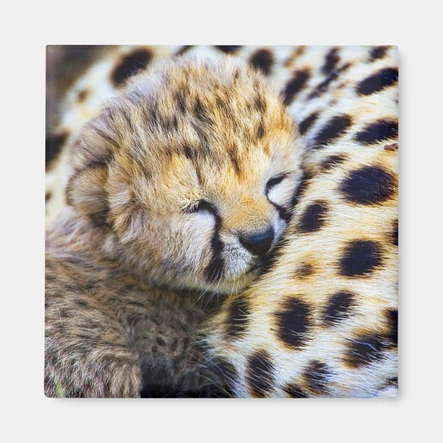 Aimant Cheetah Cub (Devant)