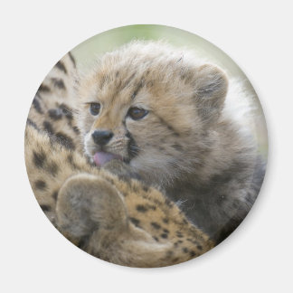 Aimant Cheetah Cub avec maman