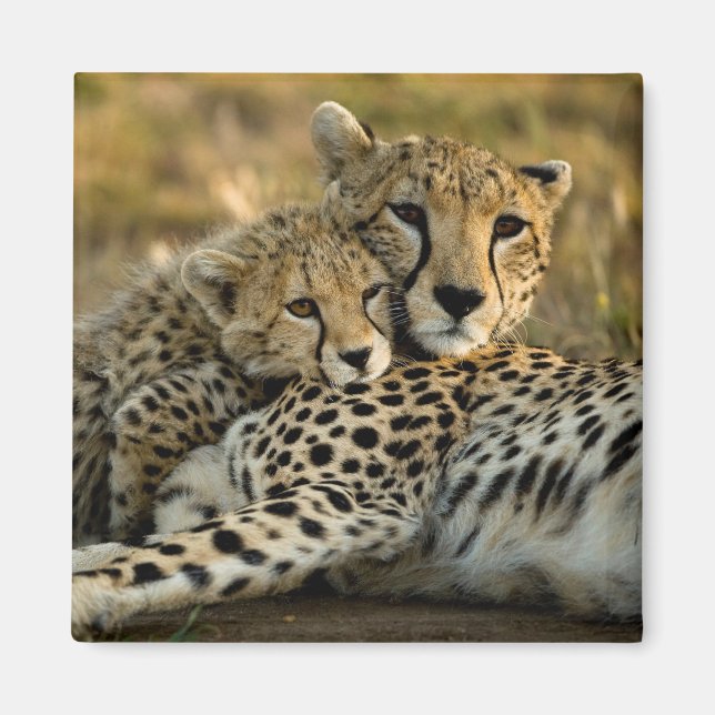 Aimant Cheetah Cub se démène avec sa mère (Devant)