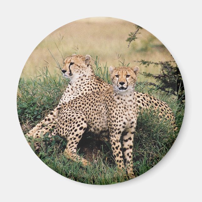 Aimant Cheetah Pair (Devant)