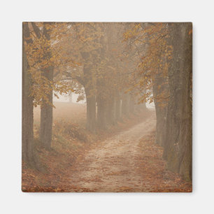 Aimant Chemin boisé bordé par des arbres d'automne Photo