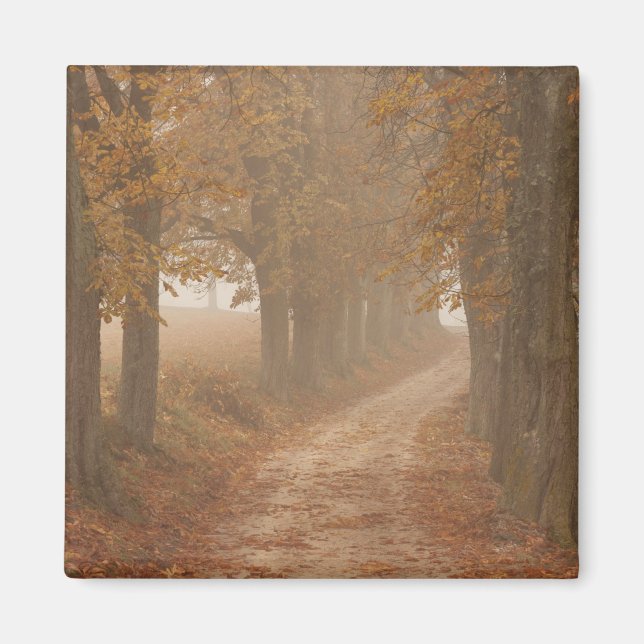 Aimant Chemin boisé bordé par des arbres d'automne Photo (Devant)