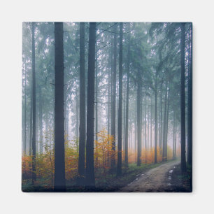 Aimant Chemin bordé d'arbres forestiers majestueux