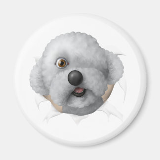 Aimant chestburster salomon