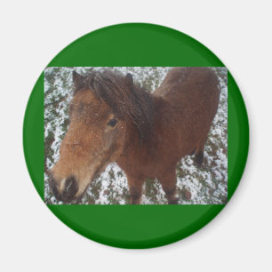 AIMANT CHEVAL
