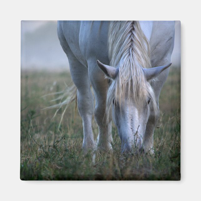 Aimant Cheval blanc (Devant)