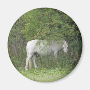 Aimant Cheval Blanc et timide