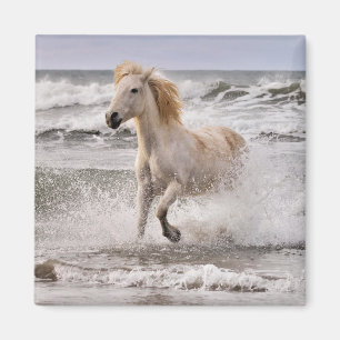 Aimant Cheval Camargue sortant de la vague