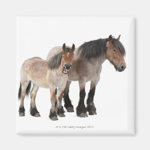 Aimant Cheval de Belge de mère et de poulain