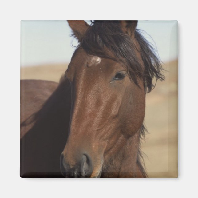 Aimant Cheval de la baie au vent (Devant)