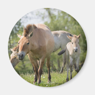 Aimant Cheval de Przewalski et poulain marchant