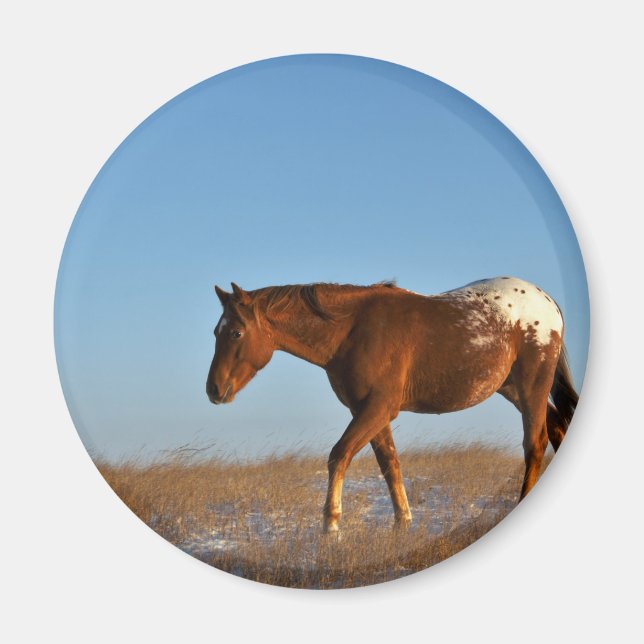 Aimant Cheval des Prairies (Devant)
