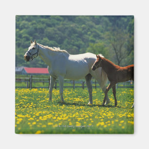 Aimant Cheval et son poulain debout dans un champ