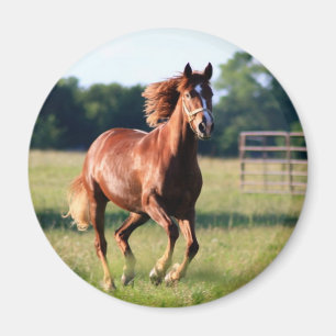 Aimant Cheval galopant