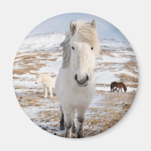 Aimant Cheval islandais blanc, Islande