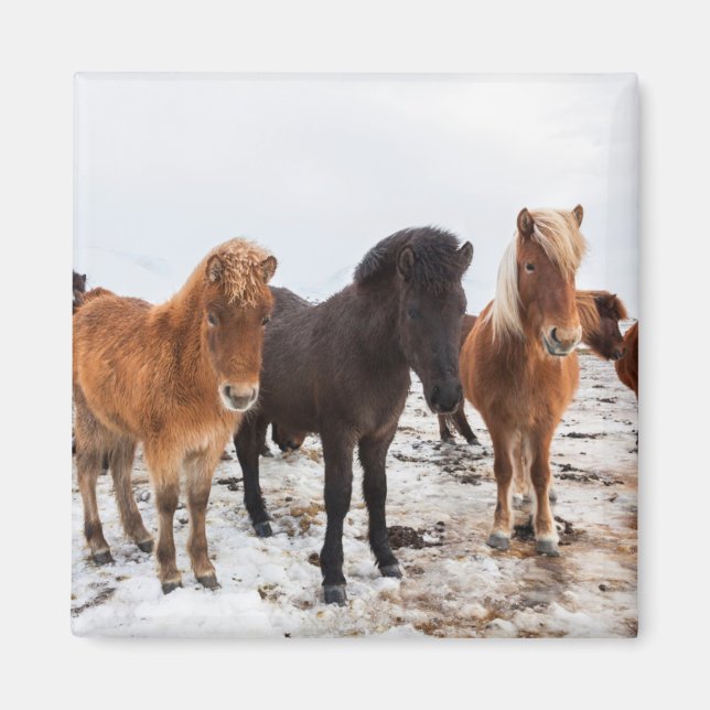 Aimant Cheval islandais en hiver Islande (Devant)