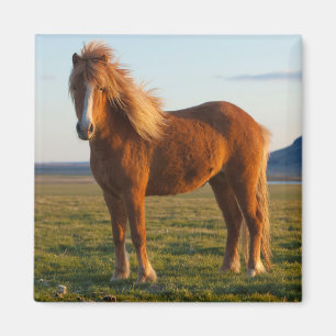 Aimant Cheval islandais en lumière du coucher du soleil