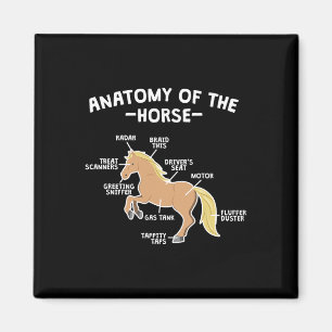 Aimant Cheval Pun Anatomie Du Cheval Équitation Équitatio