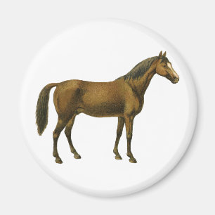 Aimant Cheval vintage