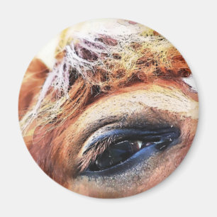 AIMANT CHEVAUX