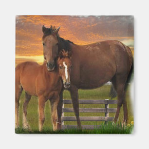Aimant Chevaux
