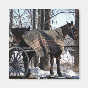 Aimant Chevaux Amish En Attente En Hiver