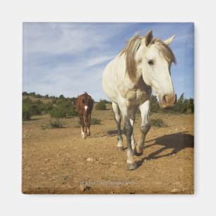 Aimant Chevaux, Aude, Languedoc-Roussillon, France