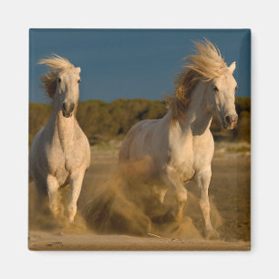 Aimant Chevaux Blancs Courant Sur La Plage Camargue, Fr