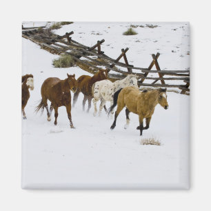 Aimant Chevaux courant dans la neige