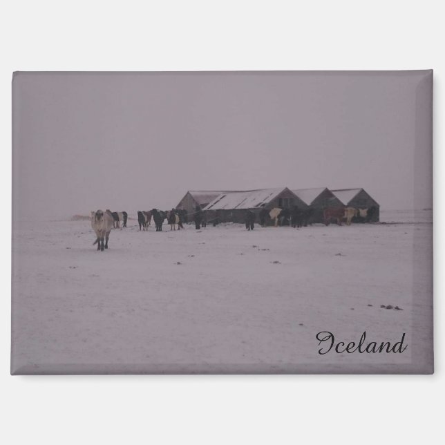 Aimant Chevaux islandais dans l'aimant de la neige (Recto)