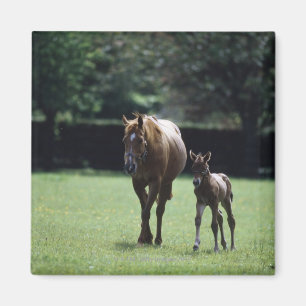 Aimant Chevaux - pur sang, jument et poulain,