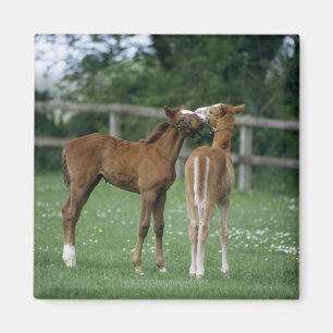 Aimant Chevaux - pur sangs, poulains,