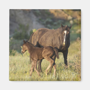 Aimant Chevaux sauvages au parc national Theodore Rooseve