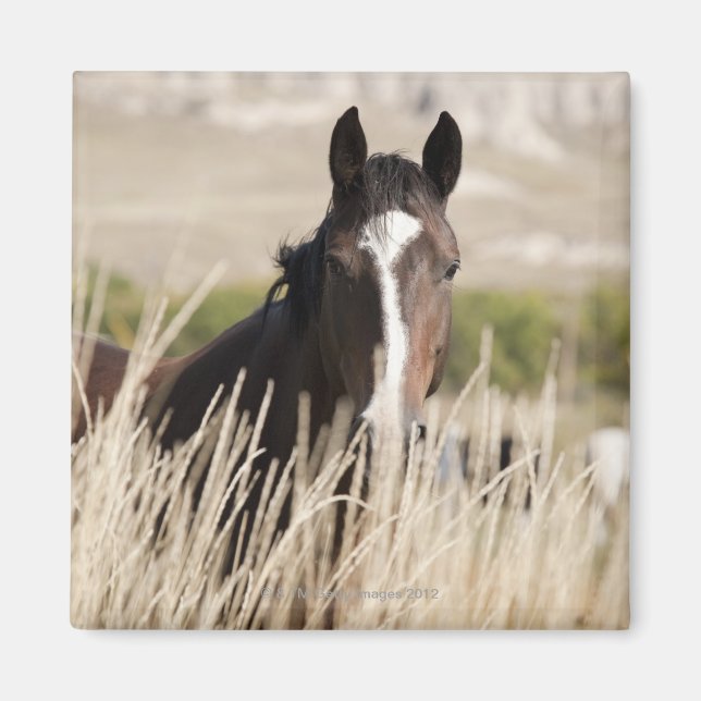 Aimant Chevaux sauvages dans le Dakota du Sud (Devant)