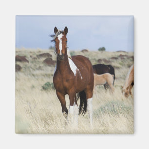 Aimant Chevaux sauvages, montagnes Steens