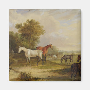 Aimant Chevaux : Un Stallion gris pâturant avec des Mares