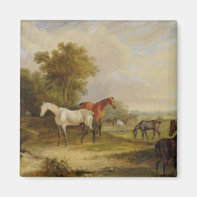 Aimant Chevaux : Un Stallion gris pâturant avec des Mares (Devant)