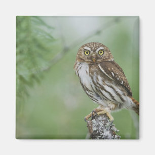 Aimant Chevêche ferrugineuse, Glaucidium brasilianum, 3