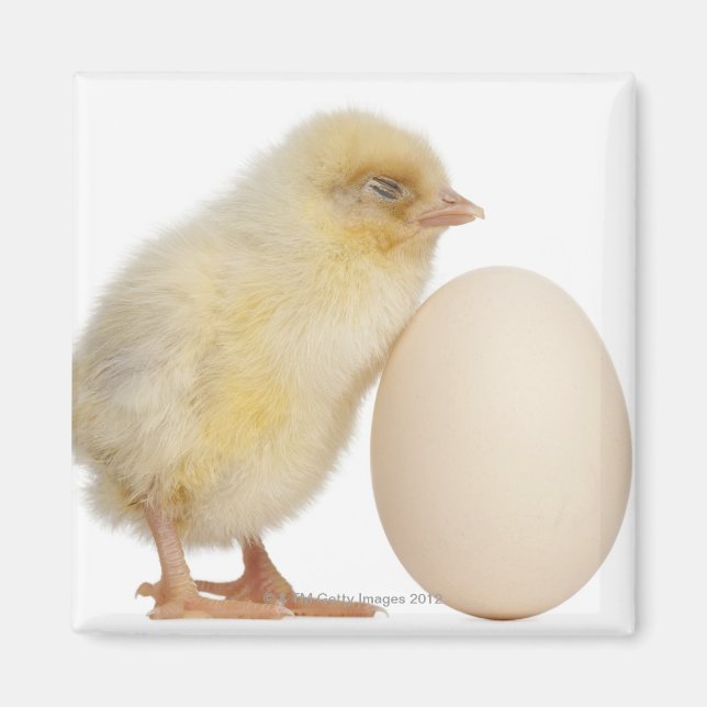Aimant Chick with egg (2 days old) (Devant)