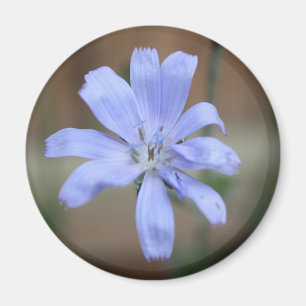 Aimant Chicorée (Cichorium intybus)