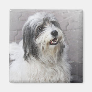 Aimant Chien