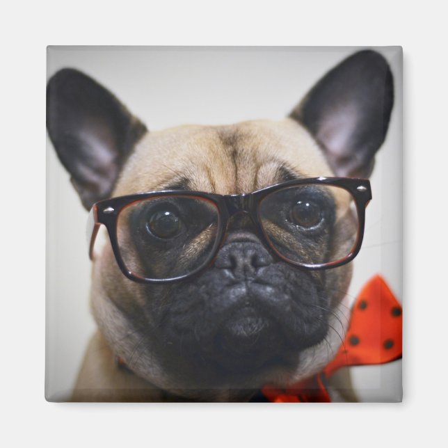 Aimant Chien À Balle Français Avec Lunettes Et Cravate À  (Devant)