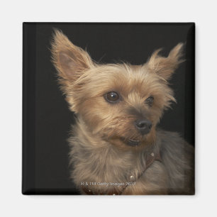 Aimant Chien aux cheveux courts de Yorkie regardant vers